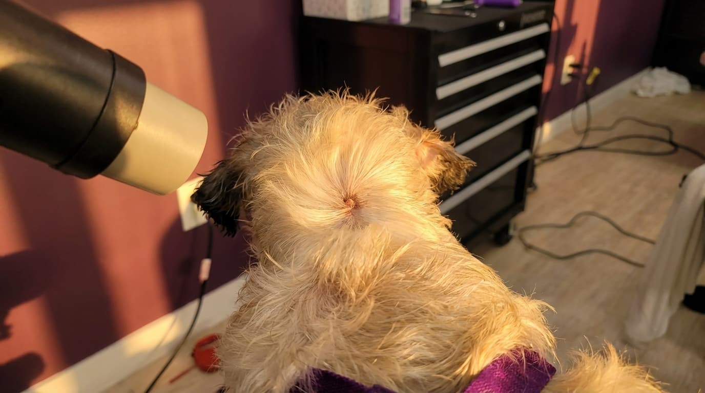 Groomer observing a dog during grooming