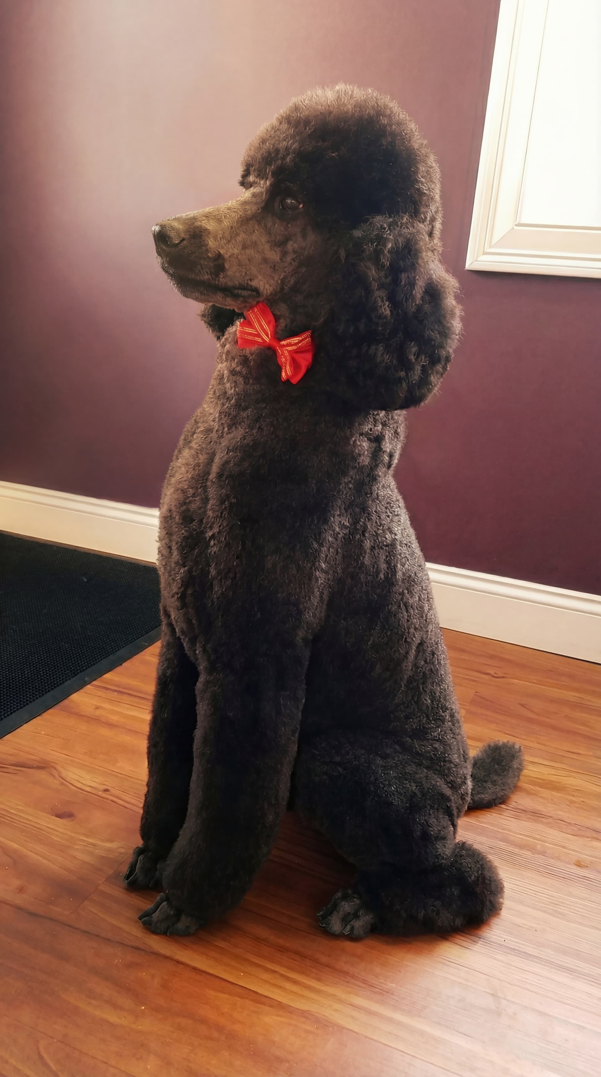 Dog relaxing after a grooming session at Lavish Dog Raymond