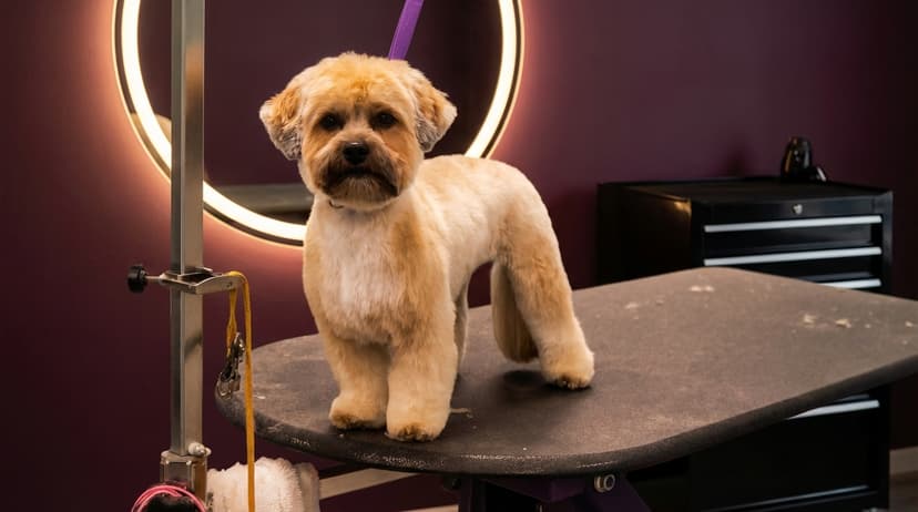 Small dog after grooming