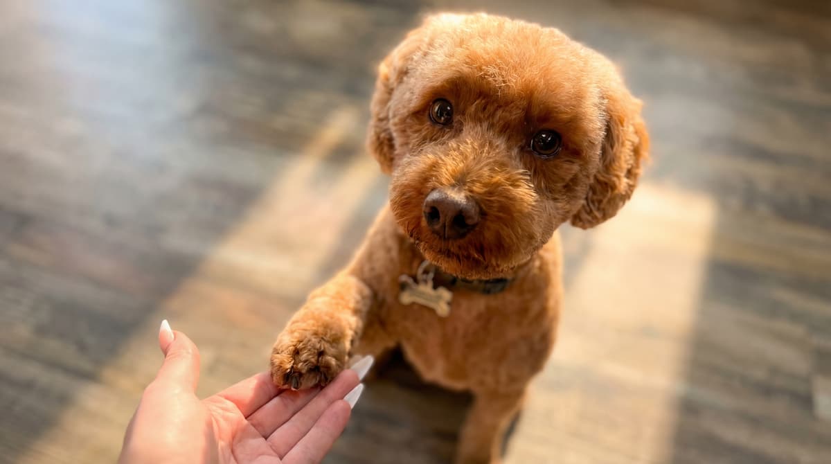 Dog paw being trimmed
