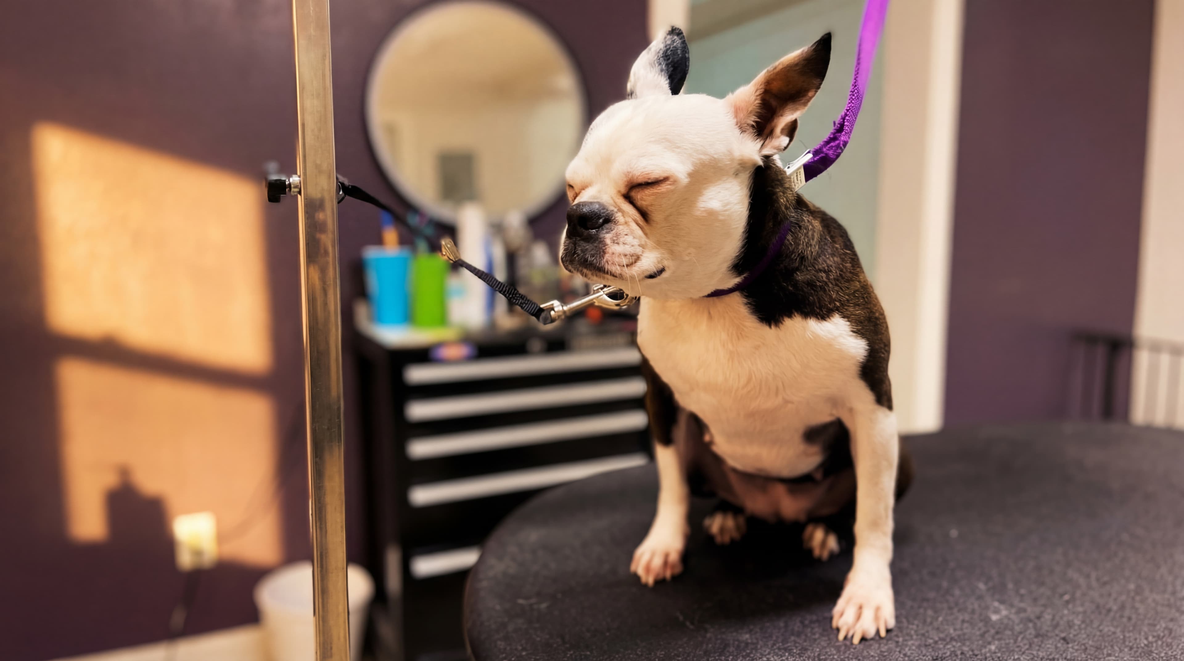 French bulldog on the grooming table
