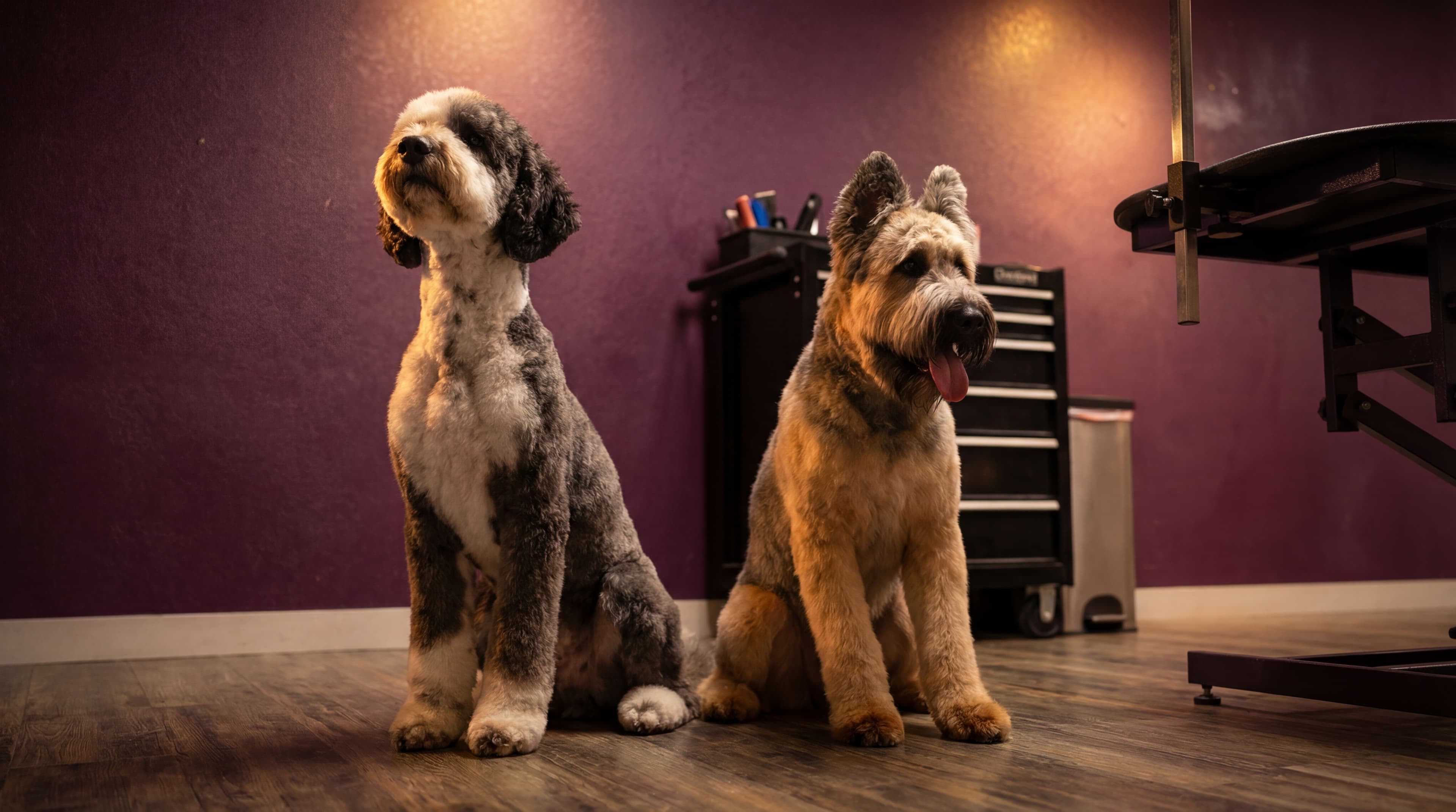 Two dogs relaxing at the Lavish Dog salon